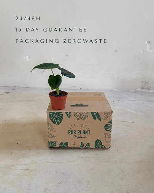 Alocasia Frydek Mini