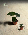 Alocasia Frydek Mini