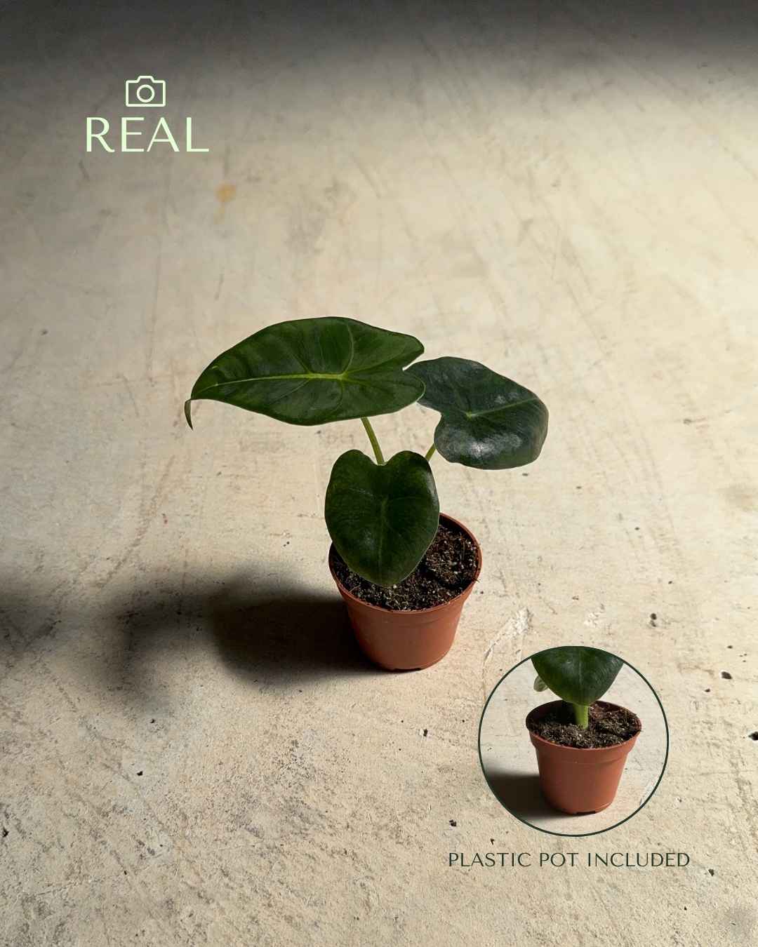 Alocasia Frydek Mini