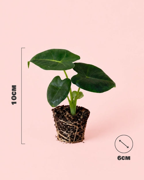 Alocasia-Frydek-mini-size-medida