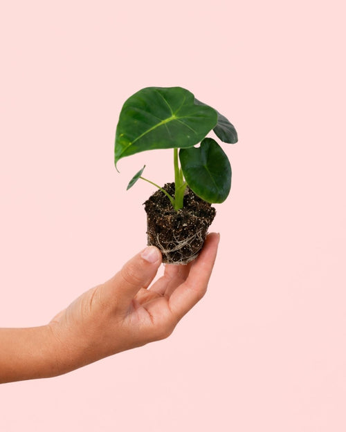 Alocasia Frydek Mini