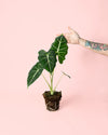 Alocasia Frydek planta