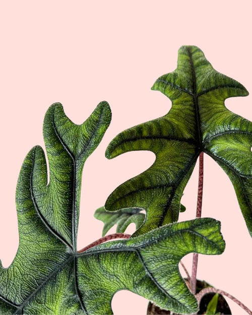 Alocasia-Jacklyn-M-detail