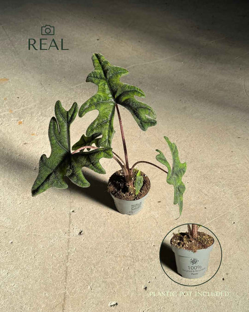Alocasia-Jacklyn-M-real
