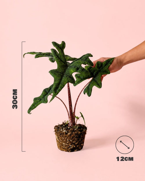 Alocasia-Jacklyn-M-size