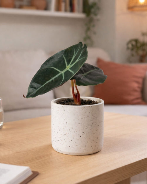 Alocasia-Red-Petiole-contexto