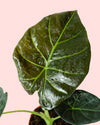 Alocasia Regal Shields hoja