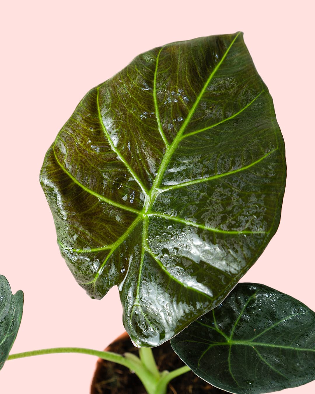 Alocasia Regal Shields hoja