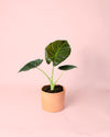 Alocasia Regal Shields maceta