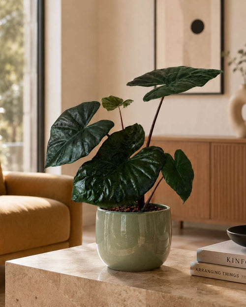 Alocasia-Yucatan-Princess-M-context