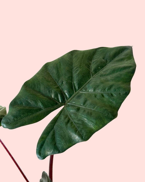 Alocasia-Yucatan-Princess-M-detail
