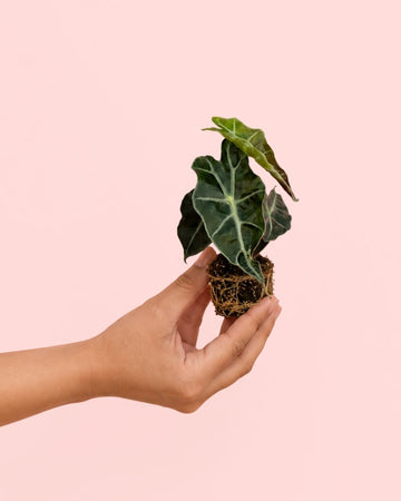 Alocasia Amazónica Mini