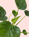 Alocasia Cucullata m detail