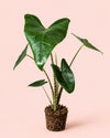 Alocasia Zebrina M