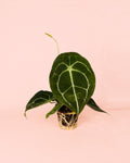 Anthurium Forgetii M