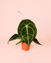 Anthurium Forgetii M