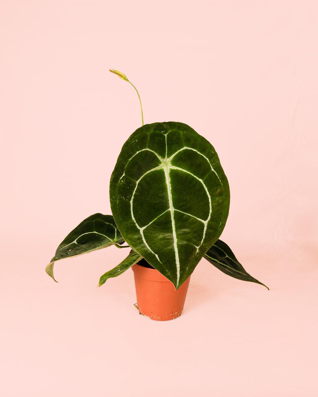 Anthurium Forgetii M