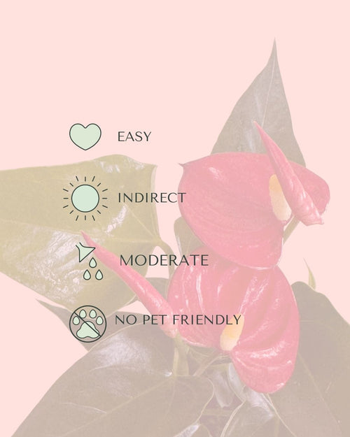 Anthurium-Rojo-Mini-care