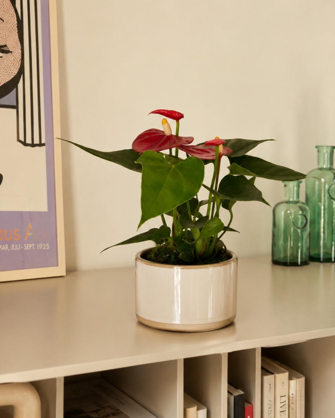 Anthurium-Rojo-Mini-context