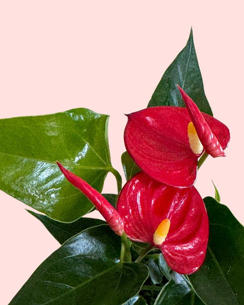 Anthurium-Rojo-Mini-detail
