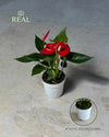 Anthurium-Rojo-Mini-real
