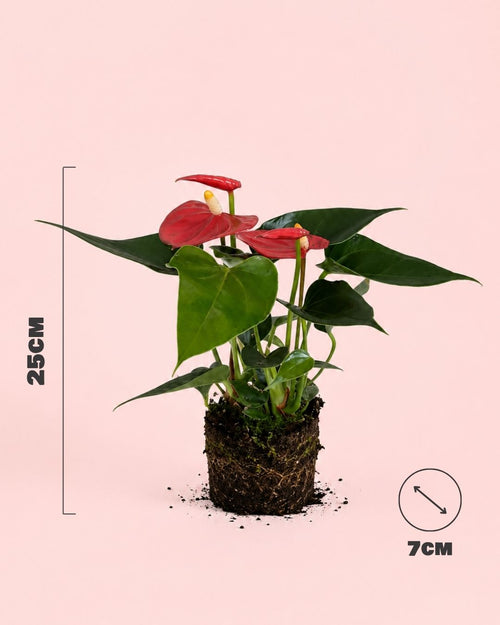 Anthurium-Rojo-Mini-size