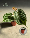Anthurium_Silver_Blush_real