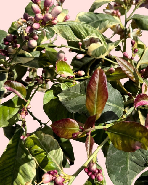 Árbol Limonero Variegado XL