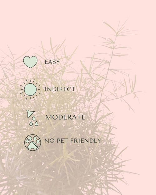 Asparagus Sprengeri - Esparraguera de Jardín M