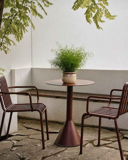 Asparagus Sprengeri - Esparraguera de Jardín M