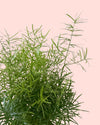 Esparraguera de Jardín - Asparagus Sprengeri M