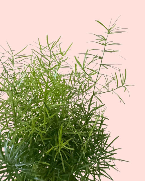 Asparagus Sprengeri - Esparraguera de Jardín M