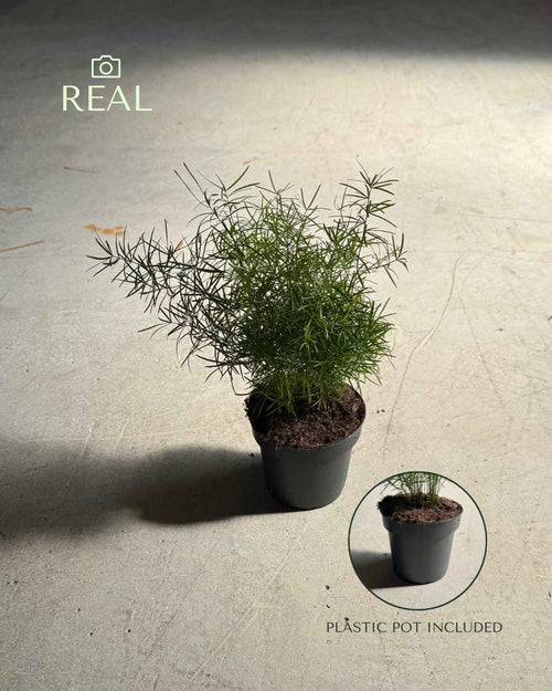 Asparagus Sprengeri - Esparraguera de Jardín M