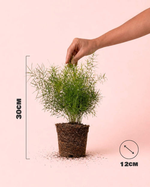 Asparagus Sprengeri - Esparraguera de Jardín M