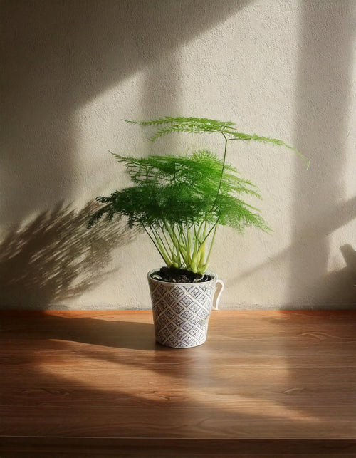 Pack 4x Mini Plantas Poca Luz