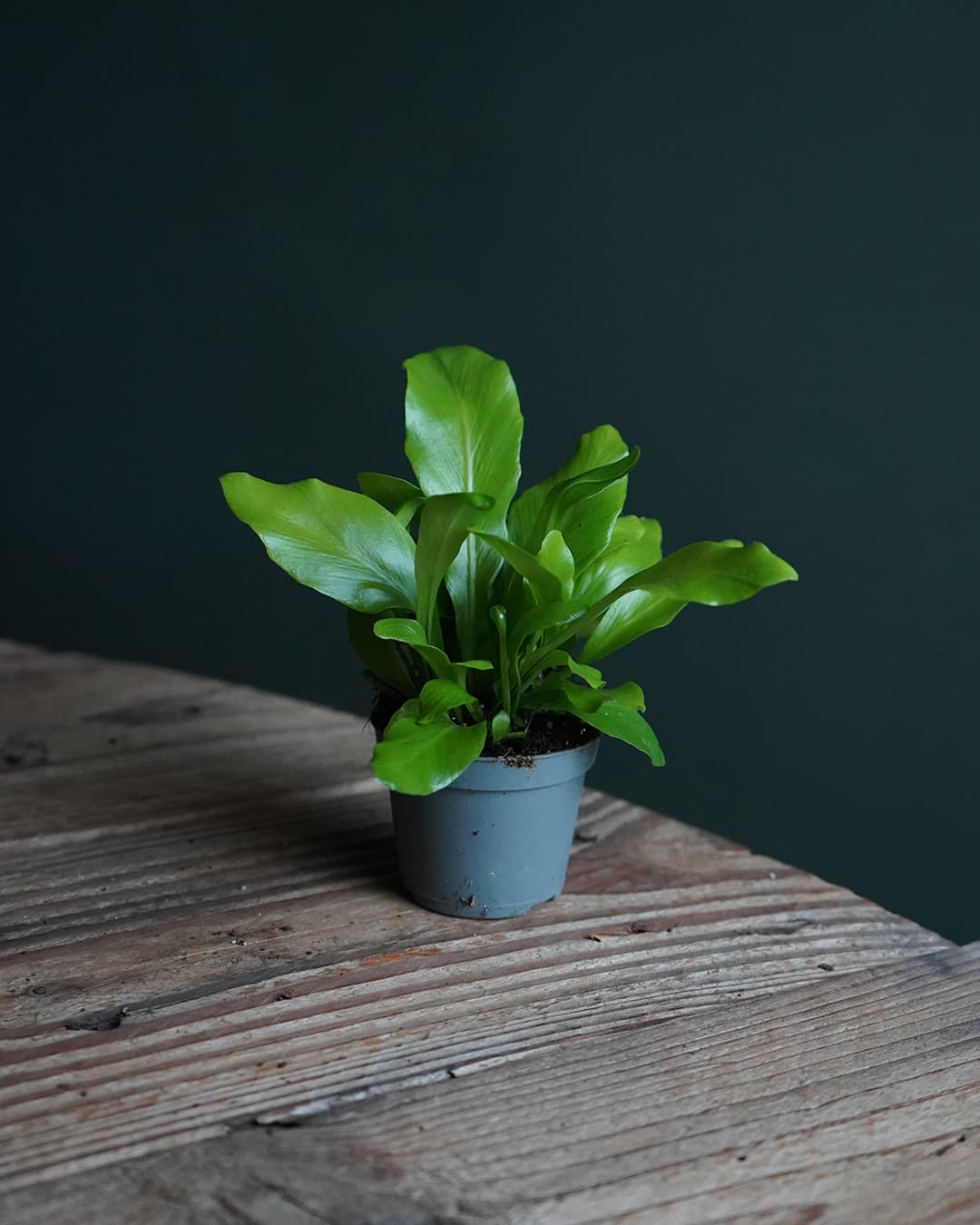 Aspelium Nidus contexto