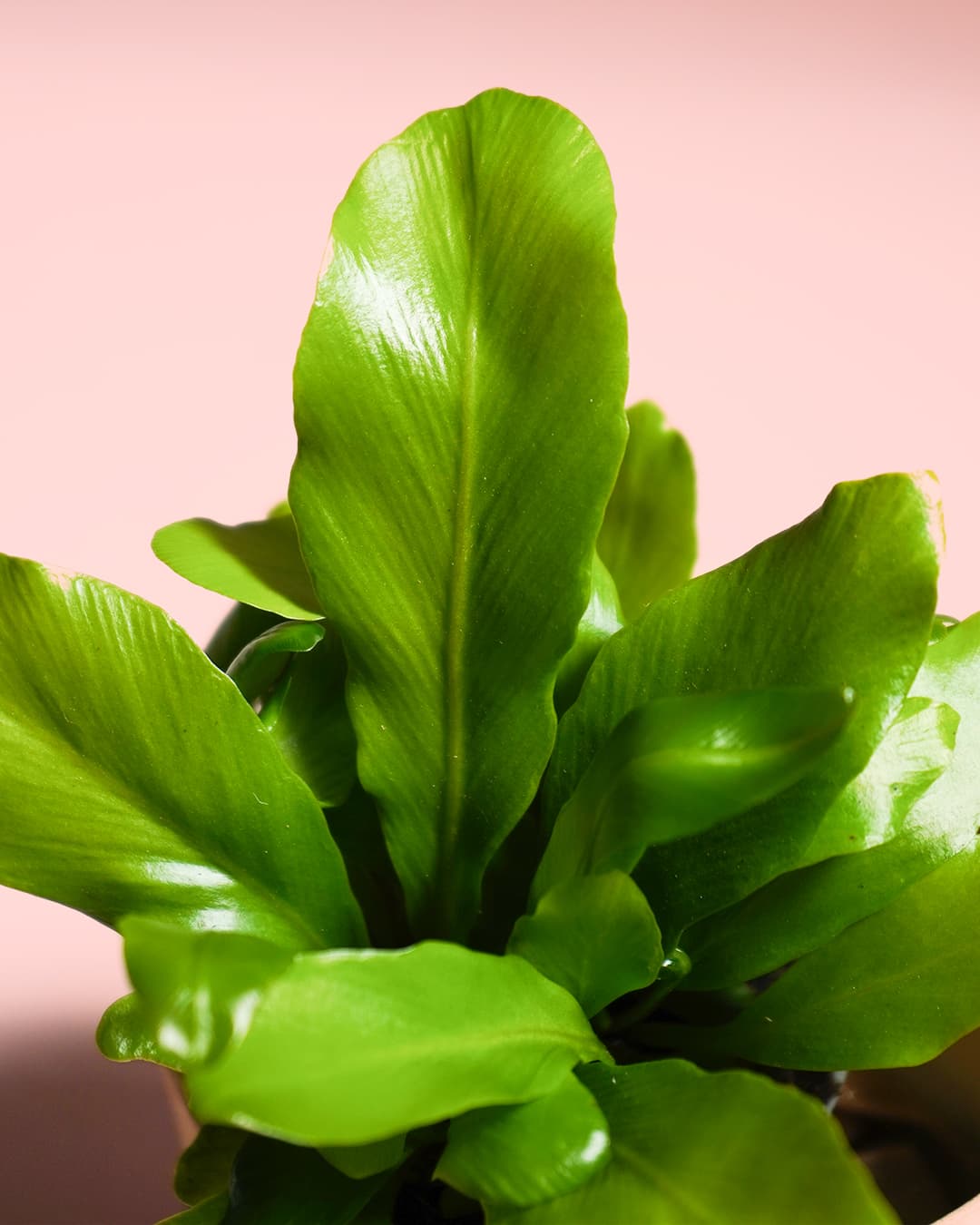 Aspelium Nidus hojas