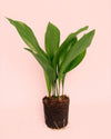 Aspidistra-Elatior-M