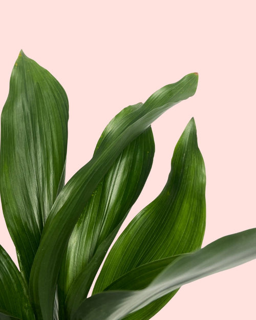 Aspidistra-Elatior-detalle