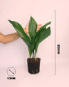 Aspidistra-Elatior-size