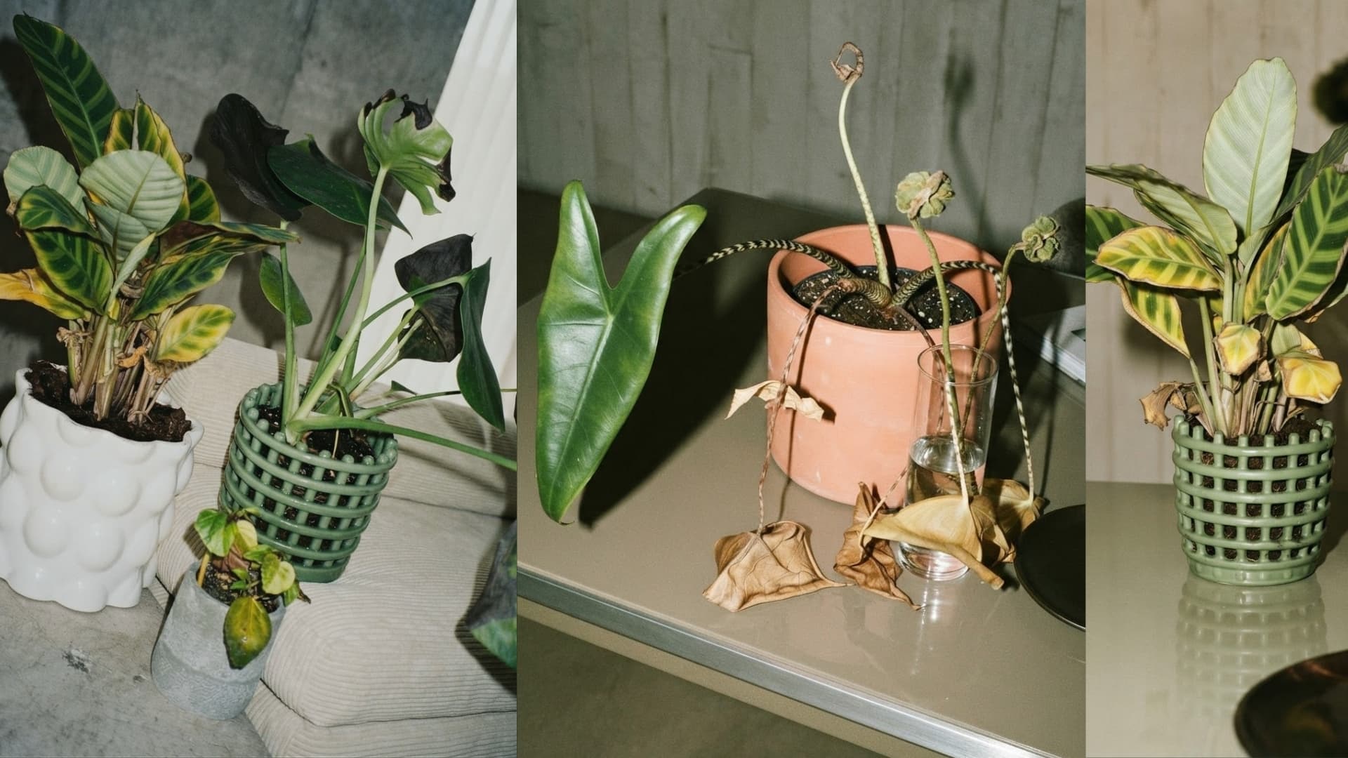 PLANTAS
