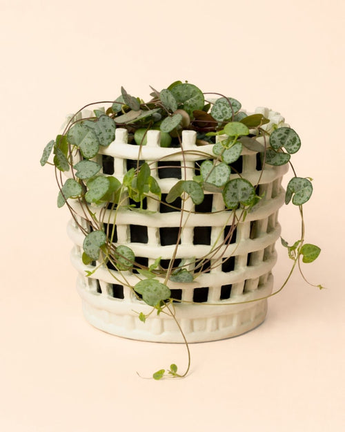 Basket-planta