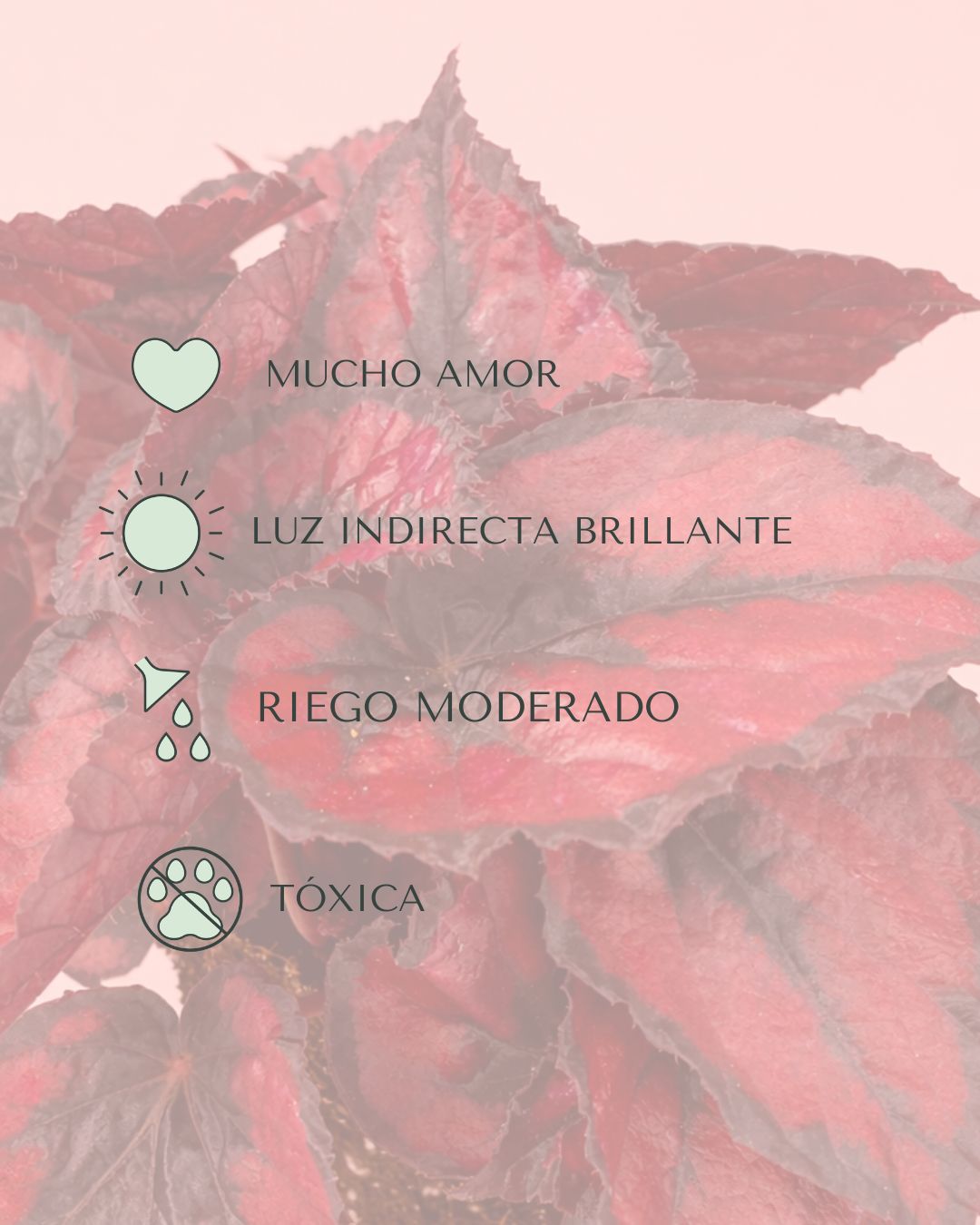 Begonia-Rex-Red-cuidados