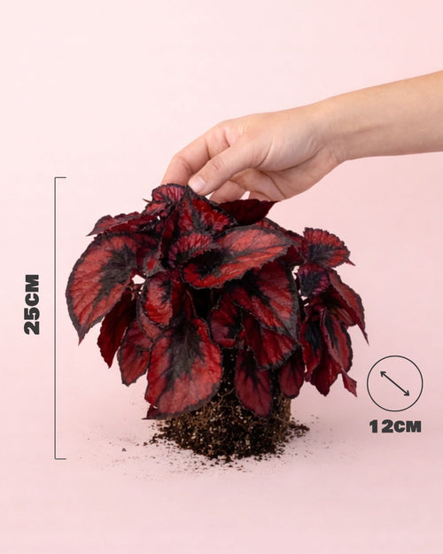Begonia Blade - Rex Red Kiss M