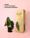 Begonia-maculata-mega-dot-m-packaging
