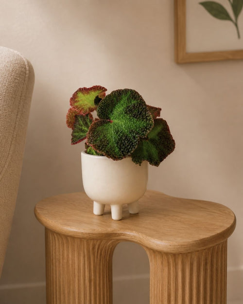 Begonia-rex-frog-mini-context