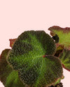 Begonia Rex Soli Mutata Mini