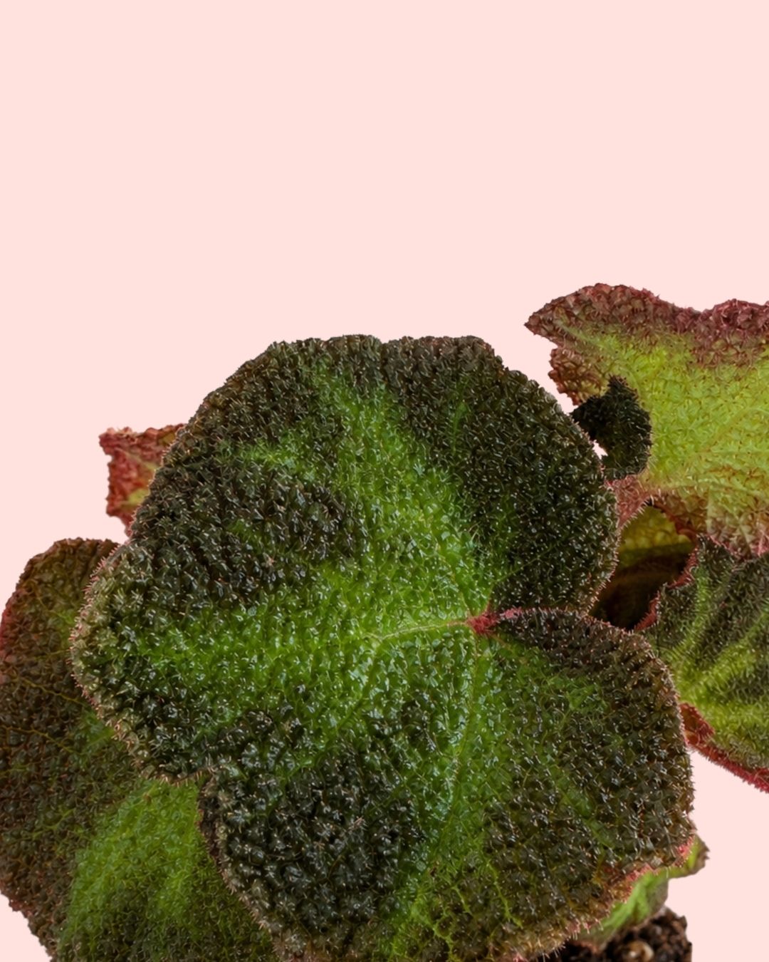 Begonia Rex Soli Mutata Mini