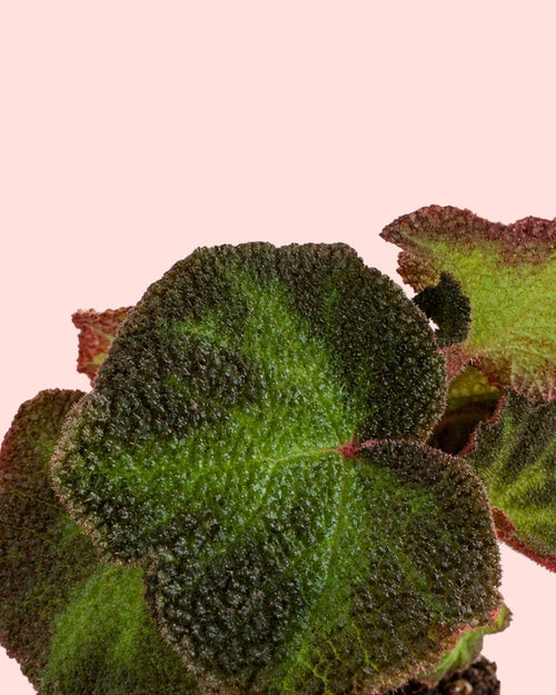 Begonia Rex Frog Mini