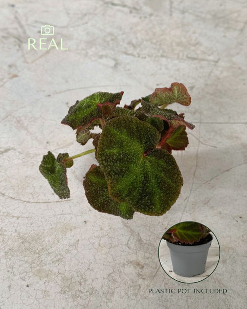 Begonia Rex Frog Mini